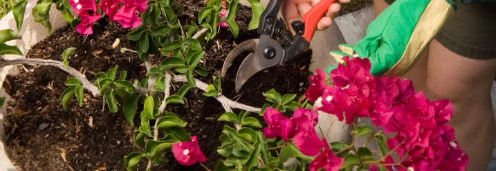 Person schneidet Bougainvillea mit Gartenschere